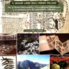 Herbaria Il grande libro degli erbari italiani