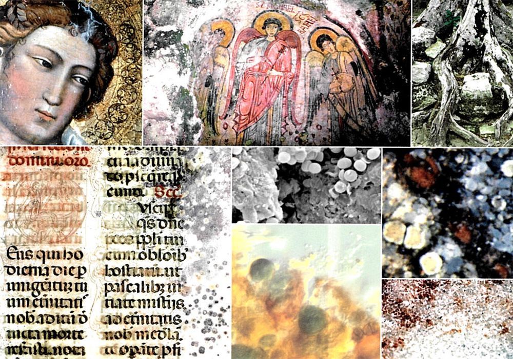 Meccanismi generali dei processi di biodeterioramento. Principi generali. Nardini Editore