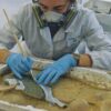 Una metodologia di microscavo e di documentazione al servizio della conservazione