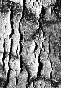 cuoio tensionamento controllato dipinti