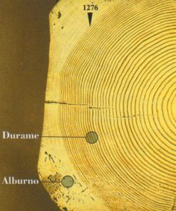 Dendrocronologia e architettura